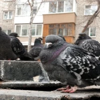 Pigeon Guano Cleaning 1